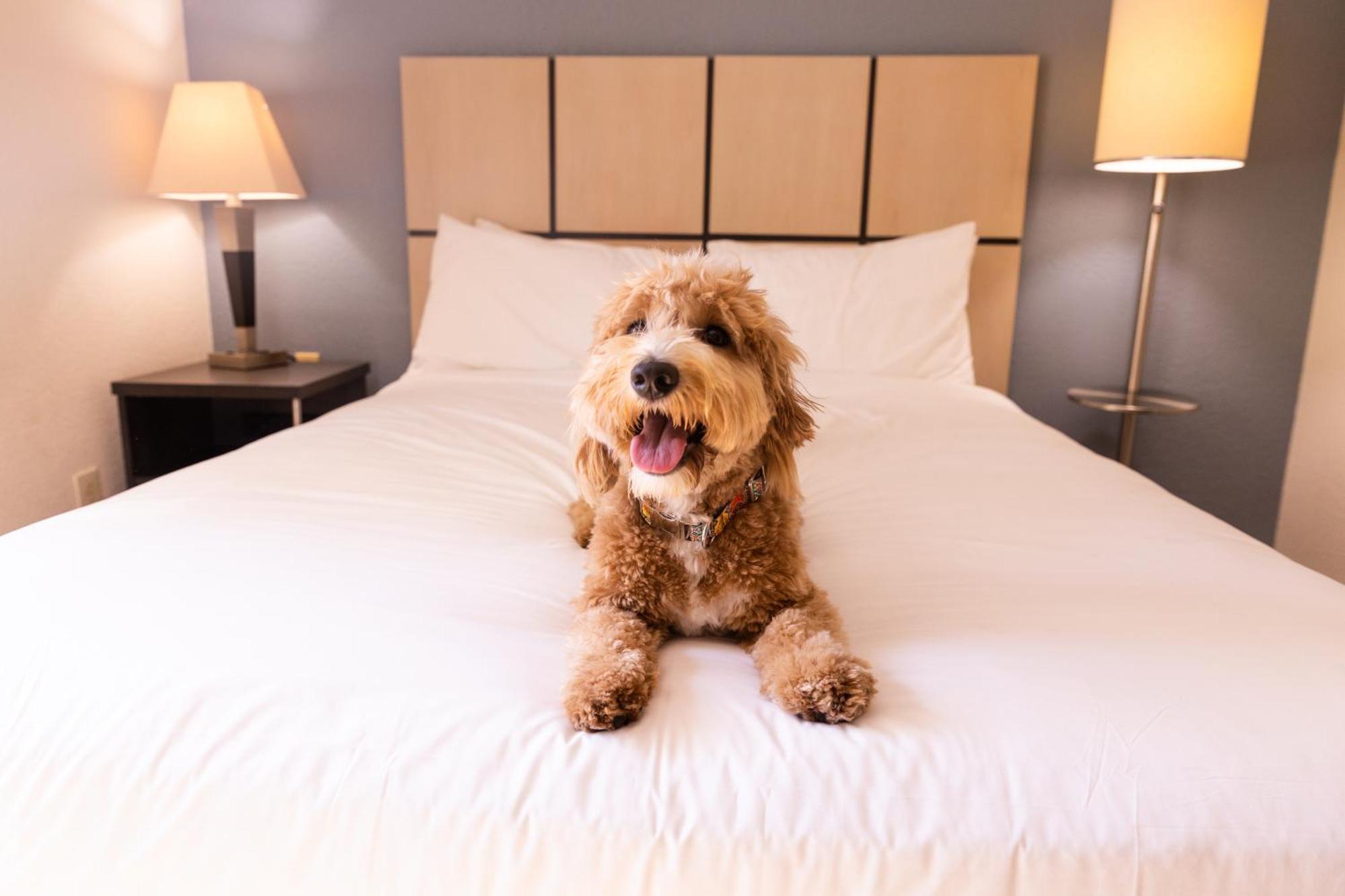 Sonesta Simply Suites Memphis East Poplar Pike Екстер'єр фото